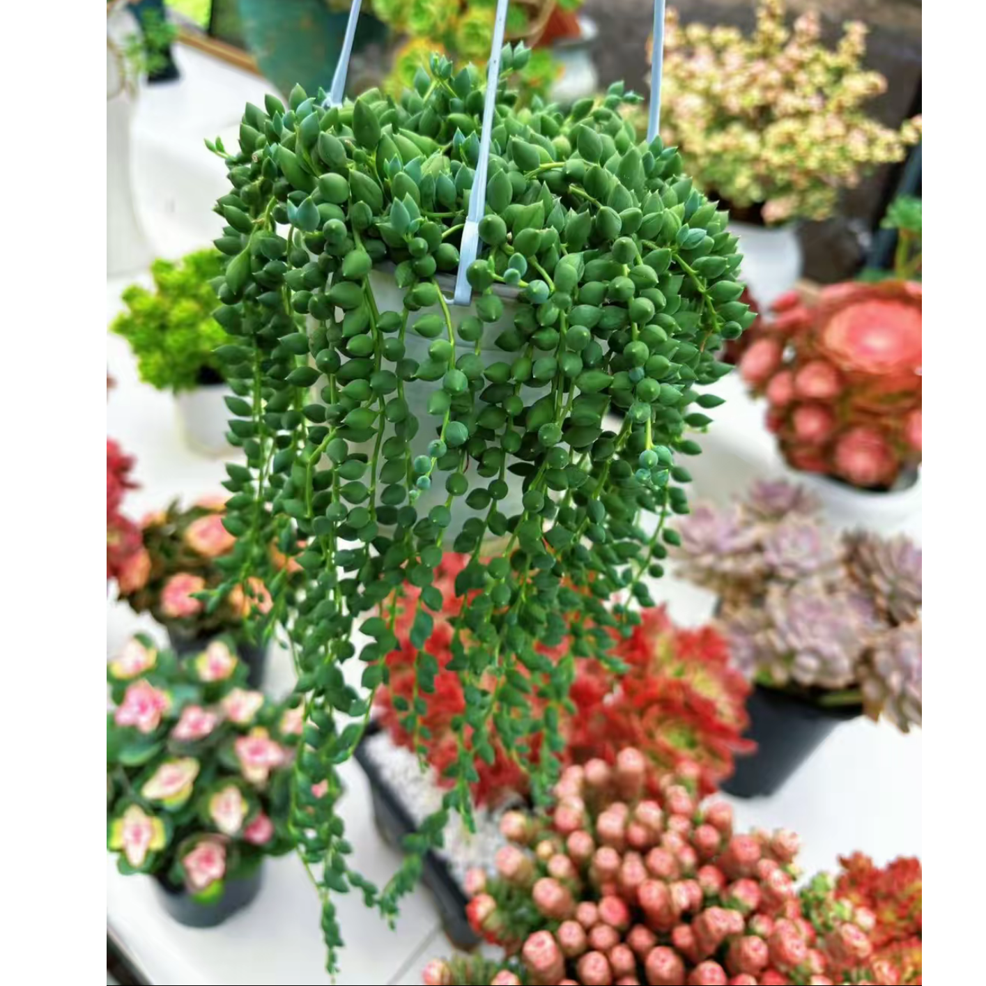 香水情人泪 带盆土 净化空气除甲醛 室内吊篮多肉盆栽 3单包邮