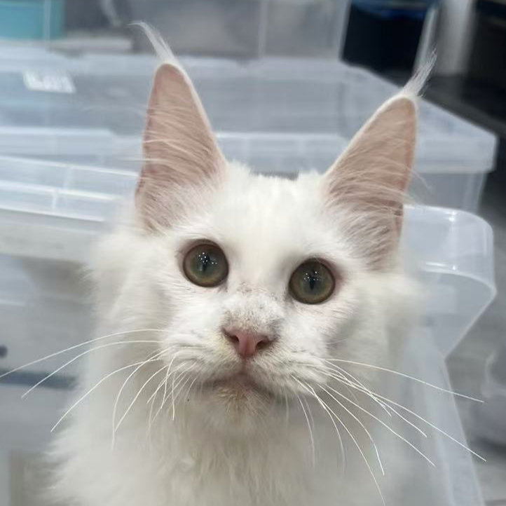 来了姊妹-纯白缅因猫 弟弟 10