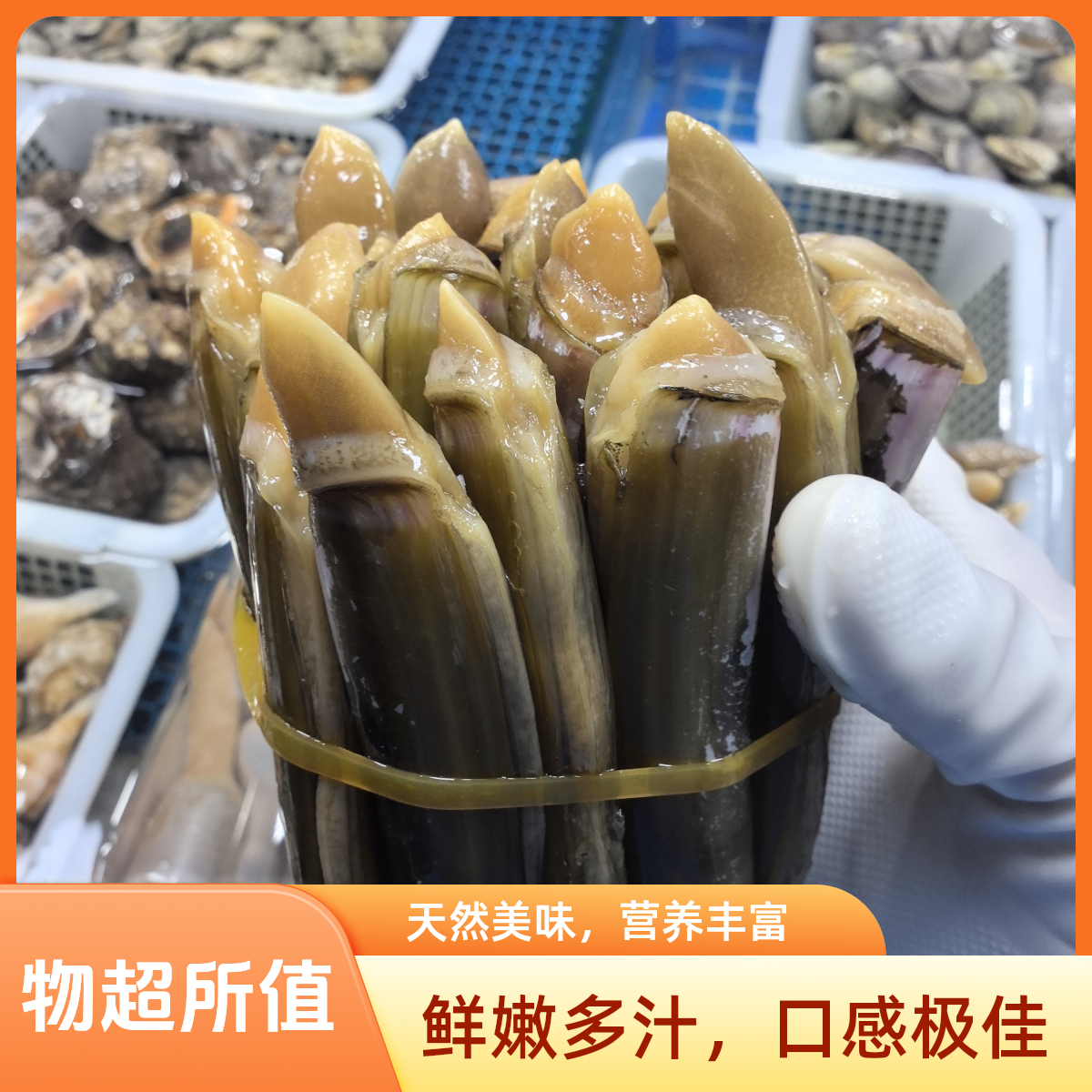 鲜活竹节蛏/500g/