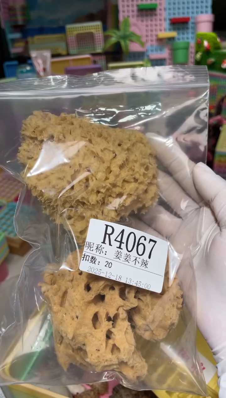 姜**辣陌派帝国寄居蟹4067