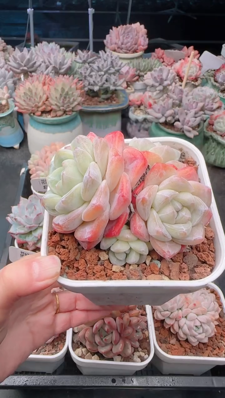 【闪购商品】8665冰玉