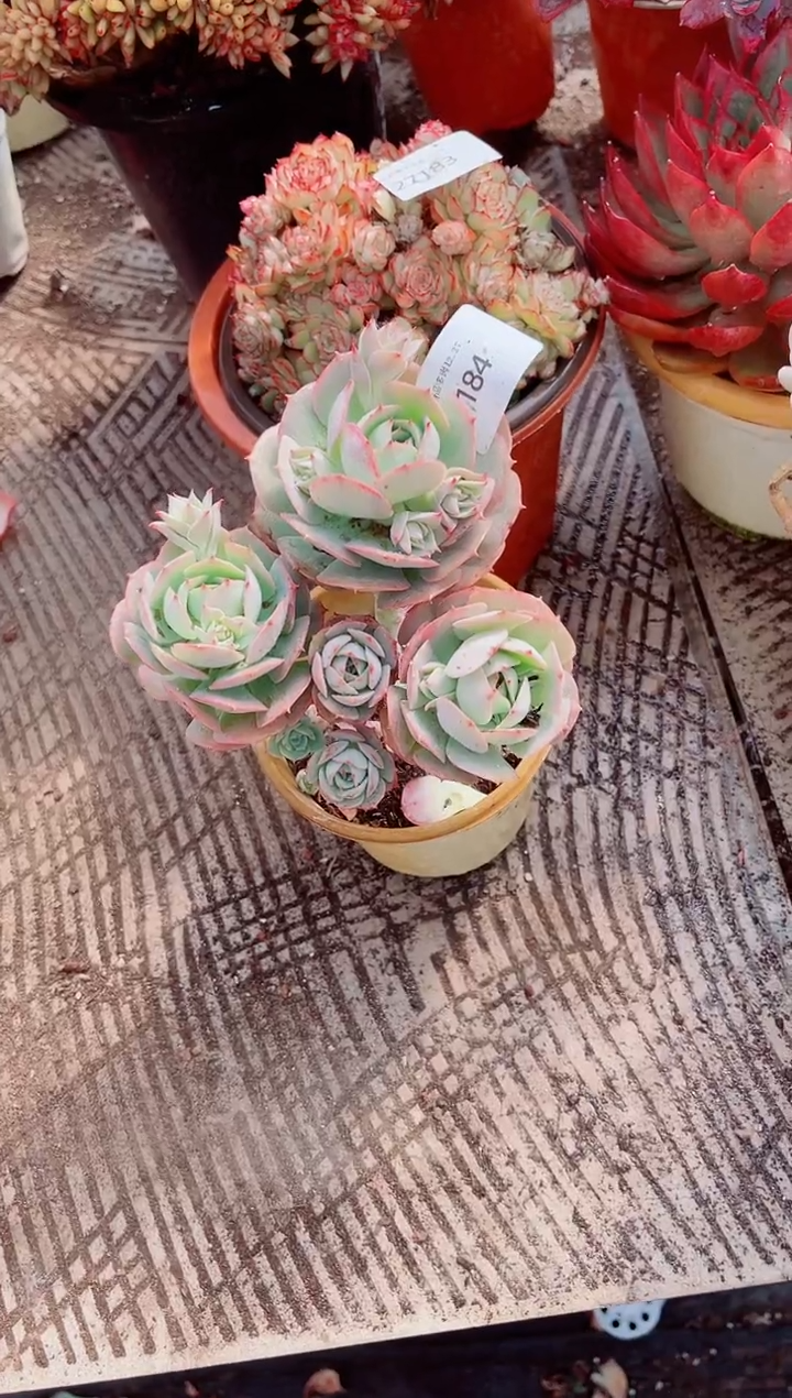 家****✨跃跃精品多肉27184