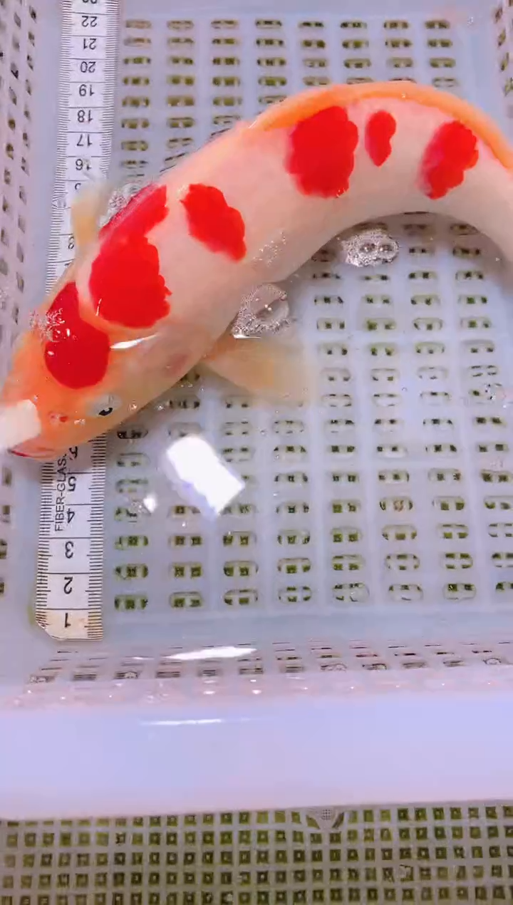 锦鲤冷水观赏鱼全场包邮10