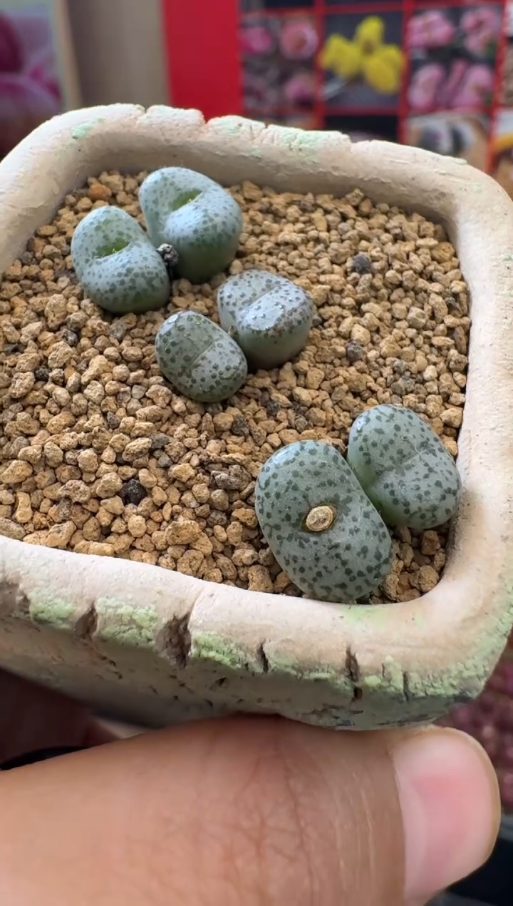 【闪购商品】1-39火龙果安贞一颗