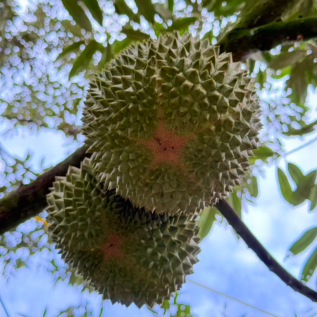 一果一拍【黑刺】马来西亚空运鲜果非液氮树熟黑刺榴莲带壳发