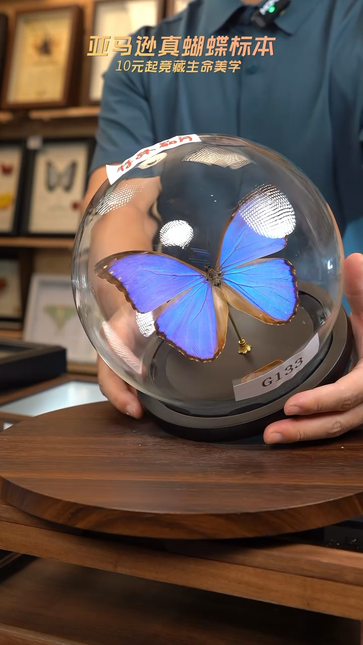 晶闪蝶标本摆件玻璃罩G133