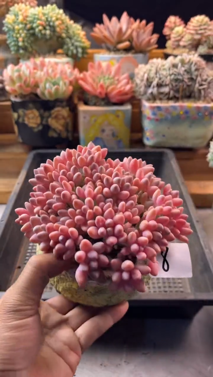 12.3-8星黛露11111111111111