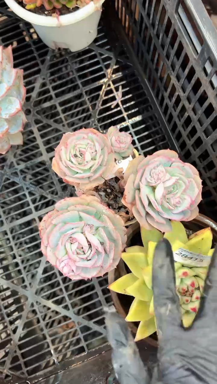 花***宿阿迷洲多肉花卉28418