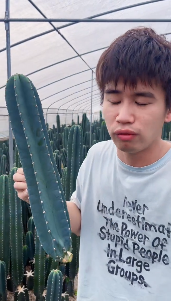 【闪购商品】20cm 量天尺【无根】