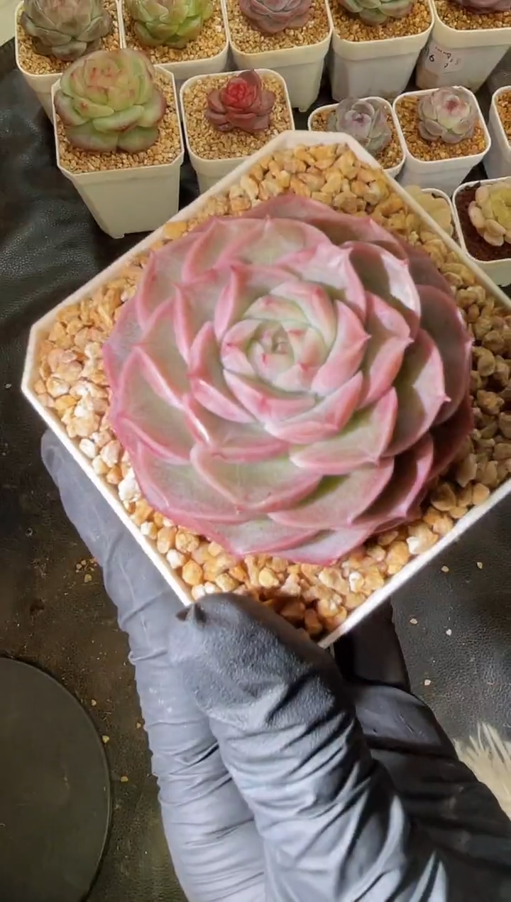  2524 仙桃百合3-4厘米 量拍发一颗