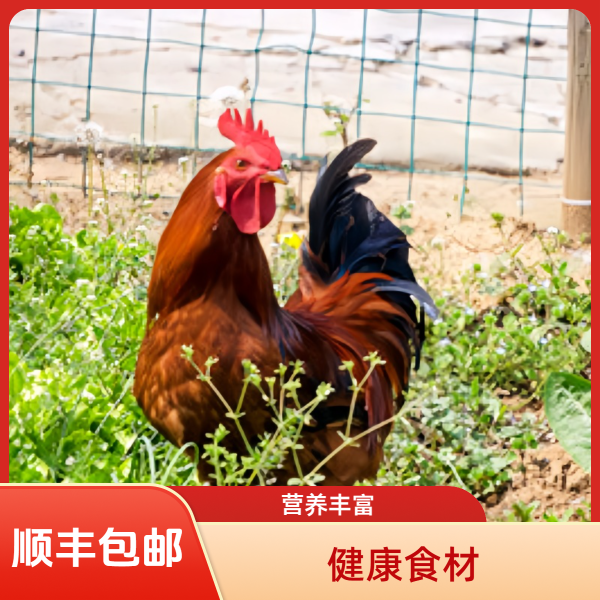 买3送1现杀散养大公鸡 单只毛重5斤多净重约10-11斤 顺丰京东包邮