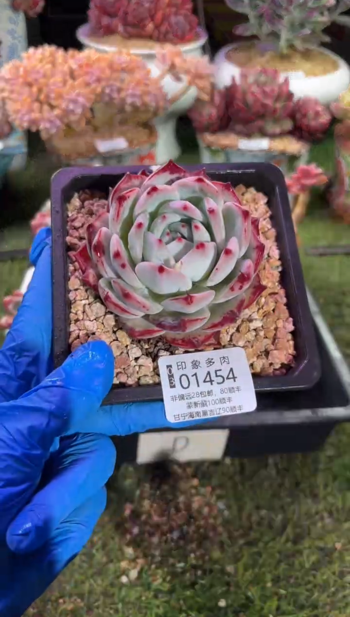 【闪购商品】01454