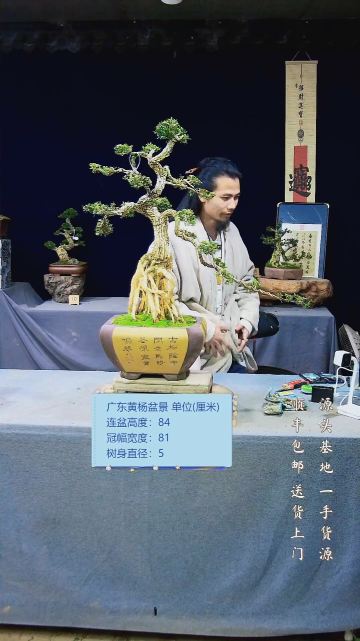 【闪购商品】黄杨盆景黄杨盆景