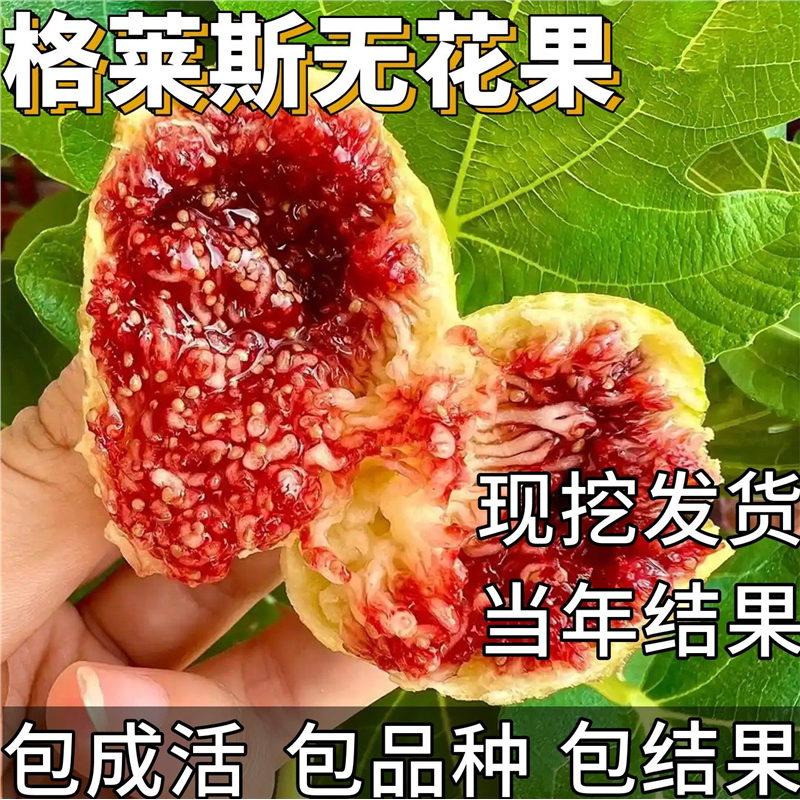格莱斯无花果苗南北方庭院耐寒地栽特大果盆栽嫁接矮化当年结果
