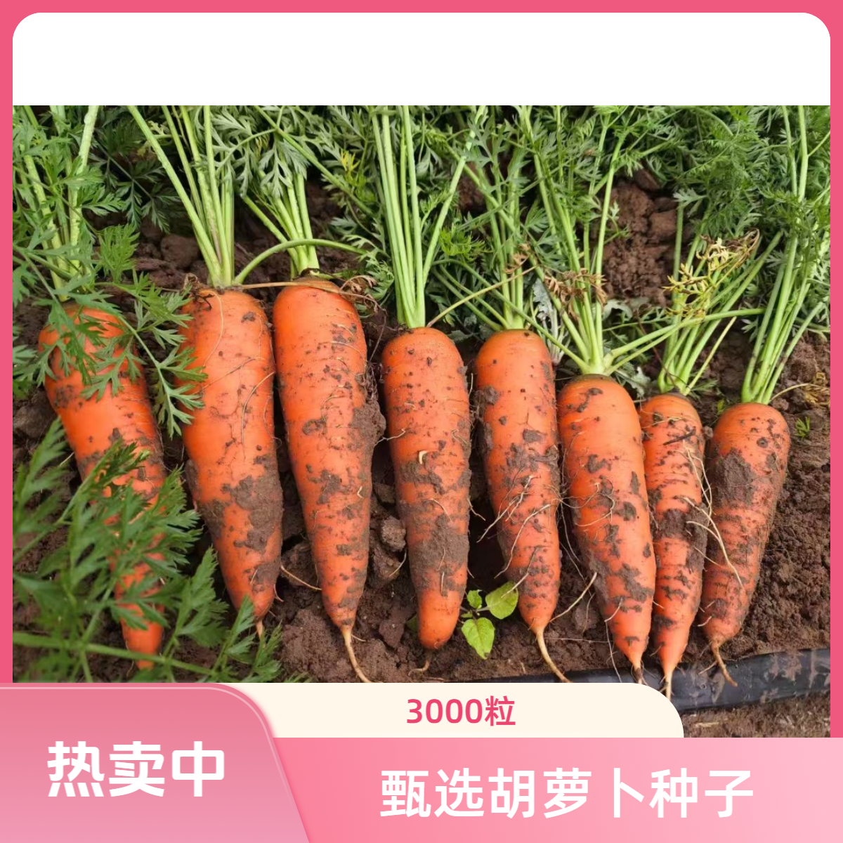 胡萝卜种子三红脆甜甄选高端品质阳台菜园种植