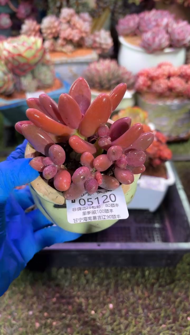 【闪购商品】05120