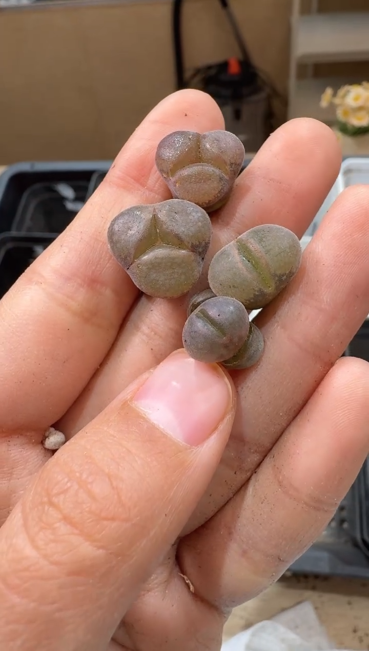 多肉植物肉锥2-39