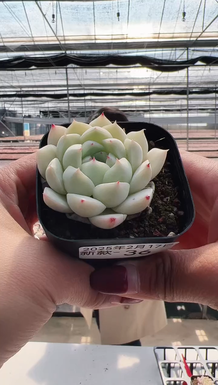 【闪购商品】新款多肉-36