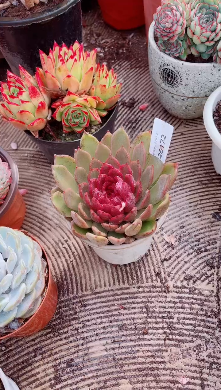 柚*茶跃跃精品多肉26172