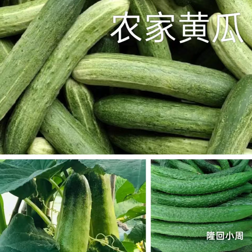 湖南隆回乡下的黄瓜