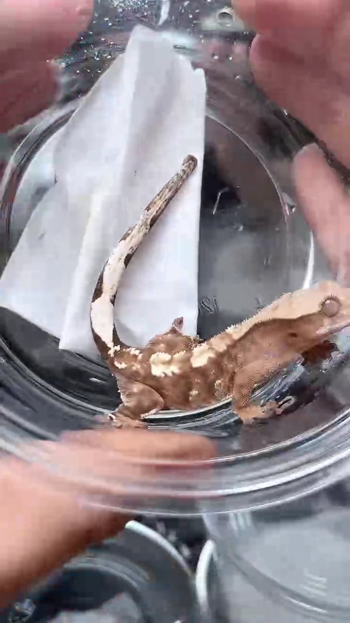 睫角守宫睫角守宫11号卡布奇诺