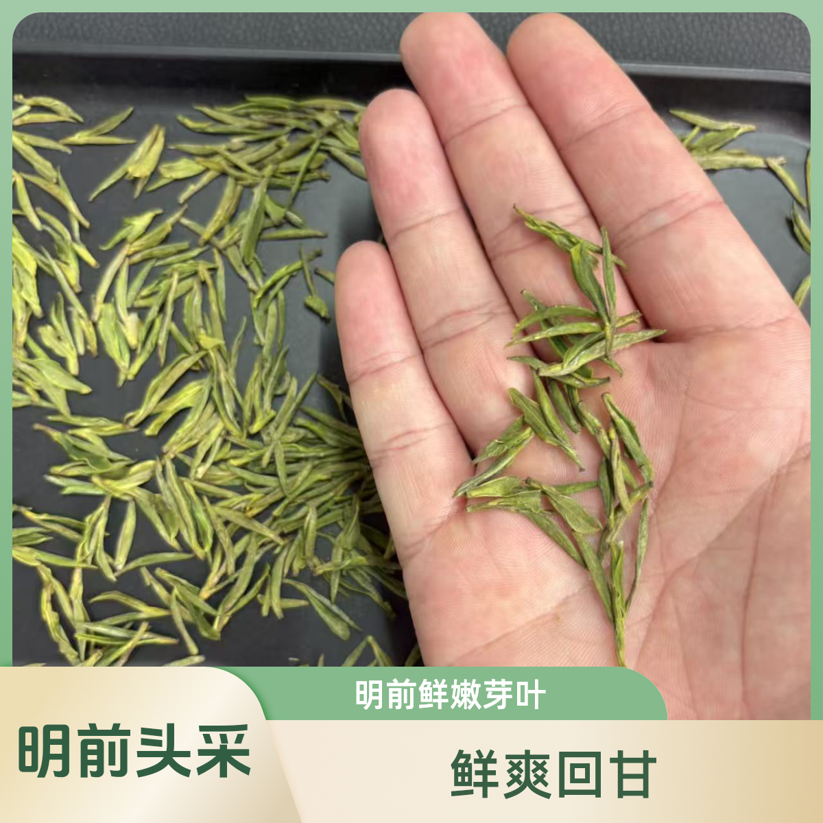 双12优惠促销开园小米芽新茶春茶明前溪龙安吉白茶高山绿茶叶头采