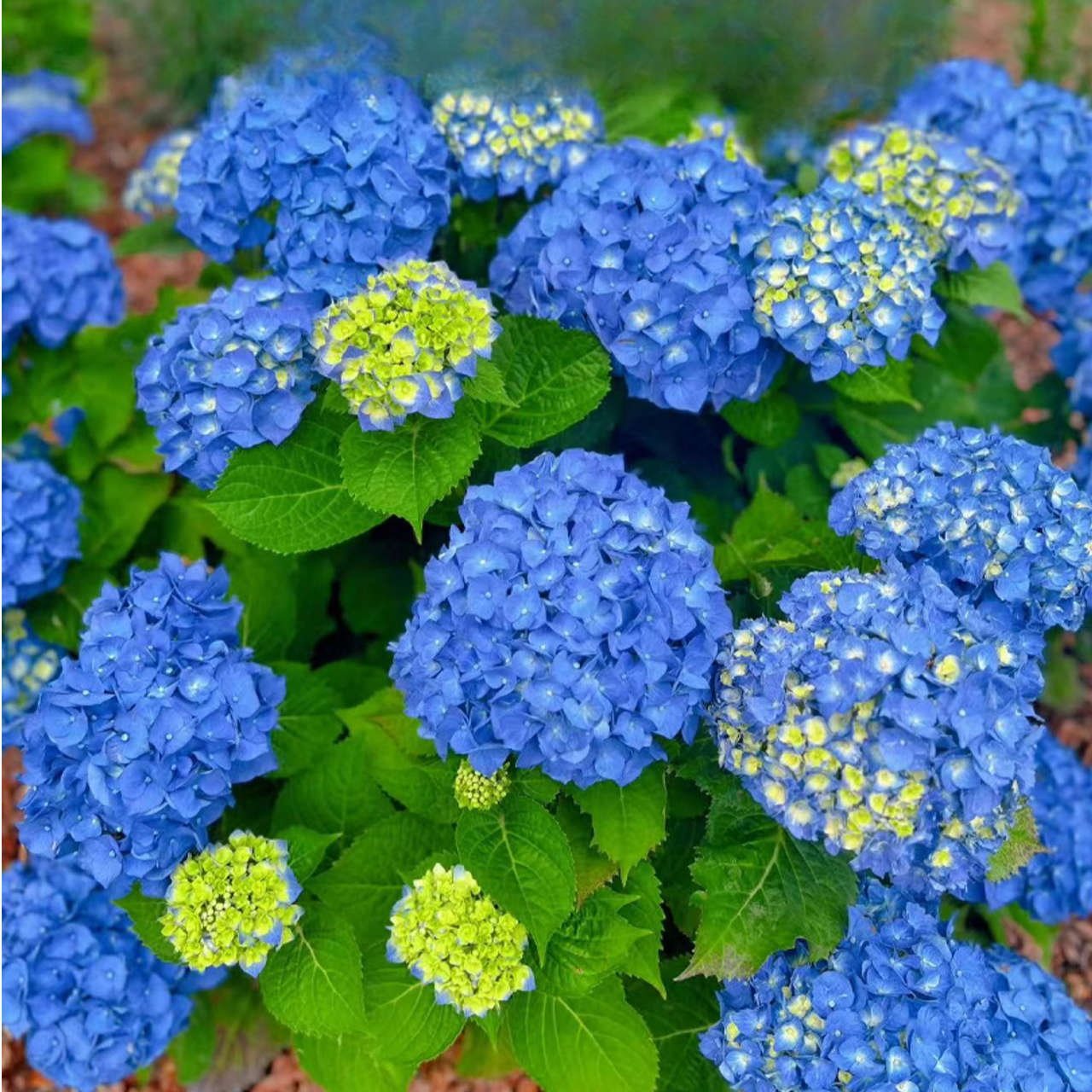 绣球【贝拉】盆栽花卉庭院阳台开花机器庭院阳台耐热