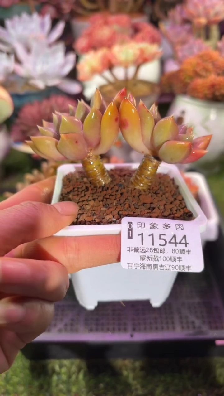 【闪购商品】11544