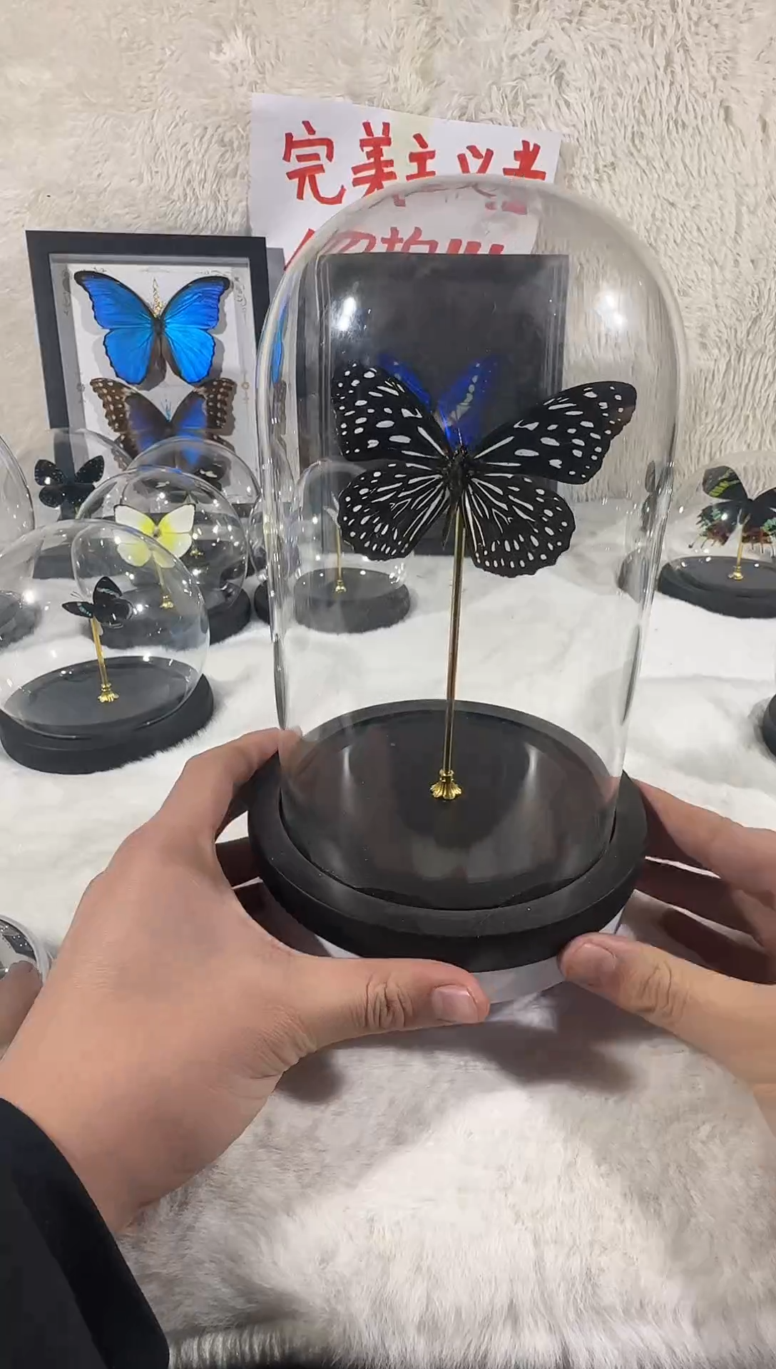 木大柱子青斑蝶    