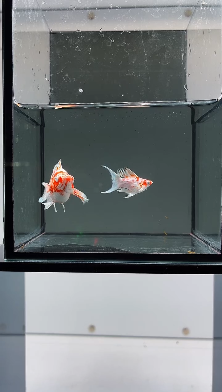 孔雀鱼原线樱花玛丽一对-66