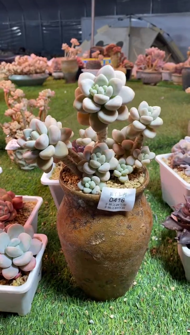 【闪购商品】0418a