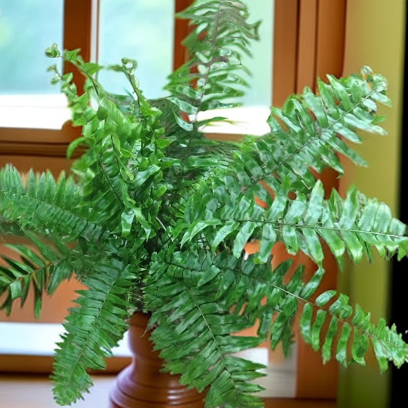 大颗型霸王蕨绿植盆栽室内绿植吸甲醛