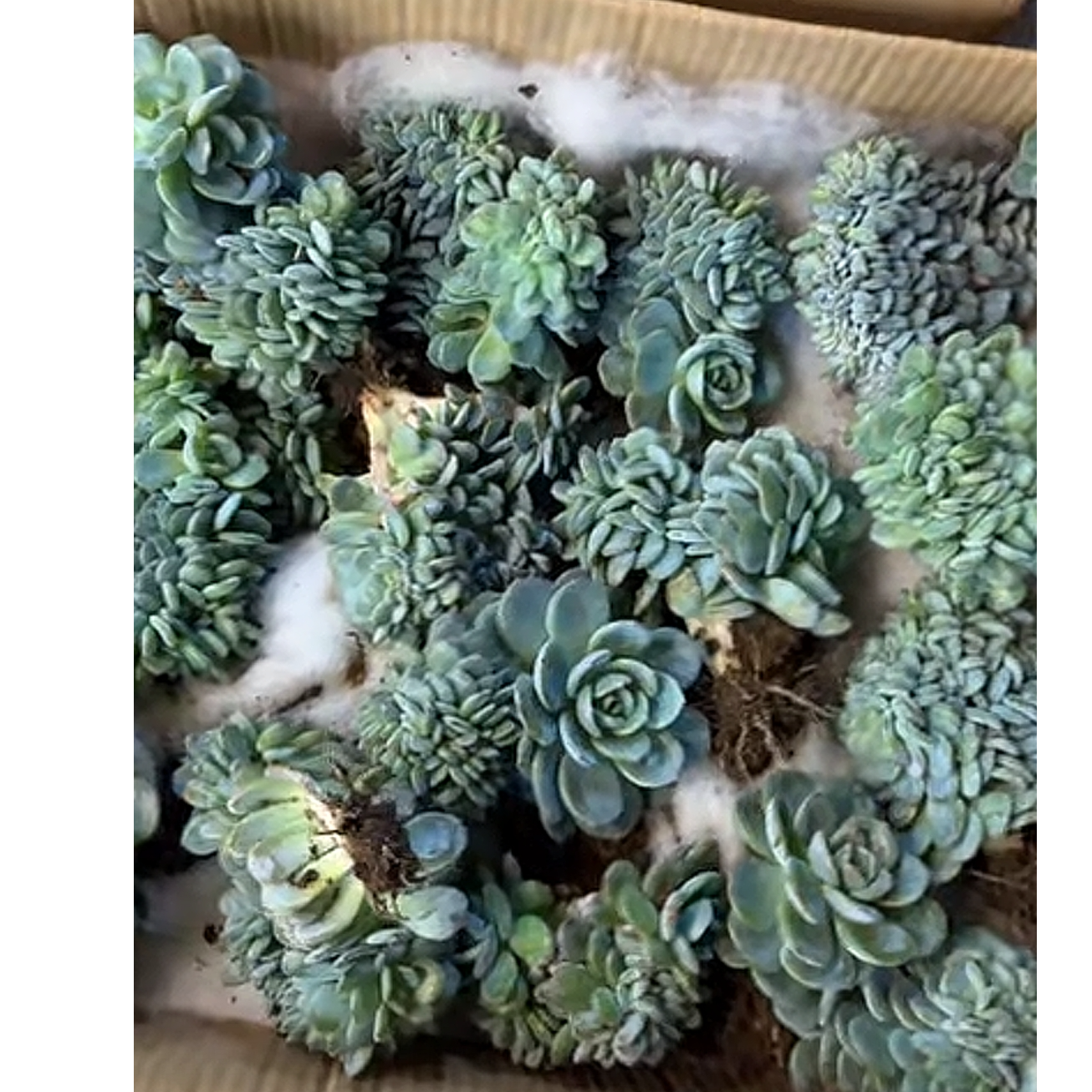 植迷园艺多肉植物12月29日凤橙缀