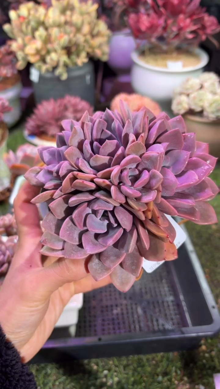 【闪购商品】03762脱土带盆