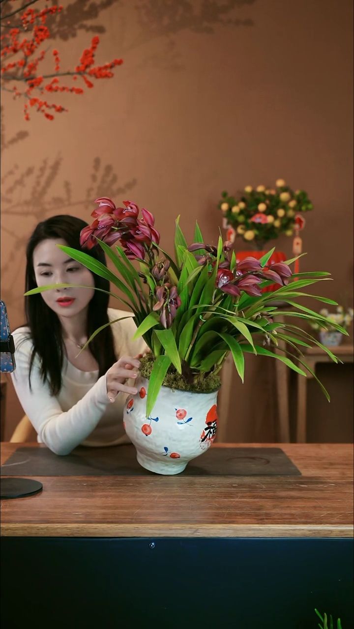 【闪购商品】盆景紫霞 福