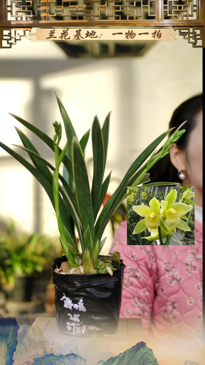 全部花苞蕙兰金如意