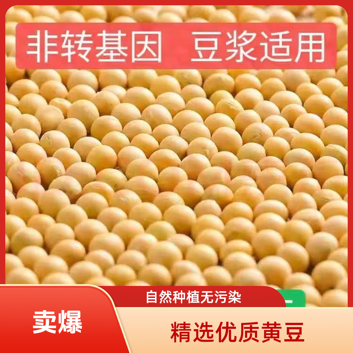 大颗粒黄豆高蛋白黄豆豆腐专用可打豆浆发豆芽农家自种非转基因