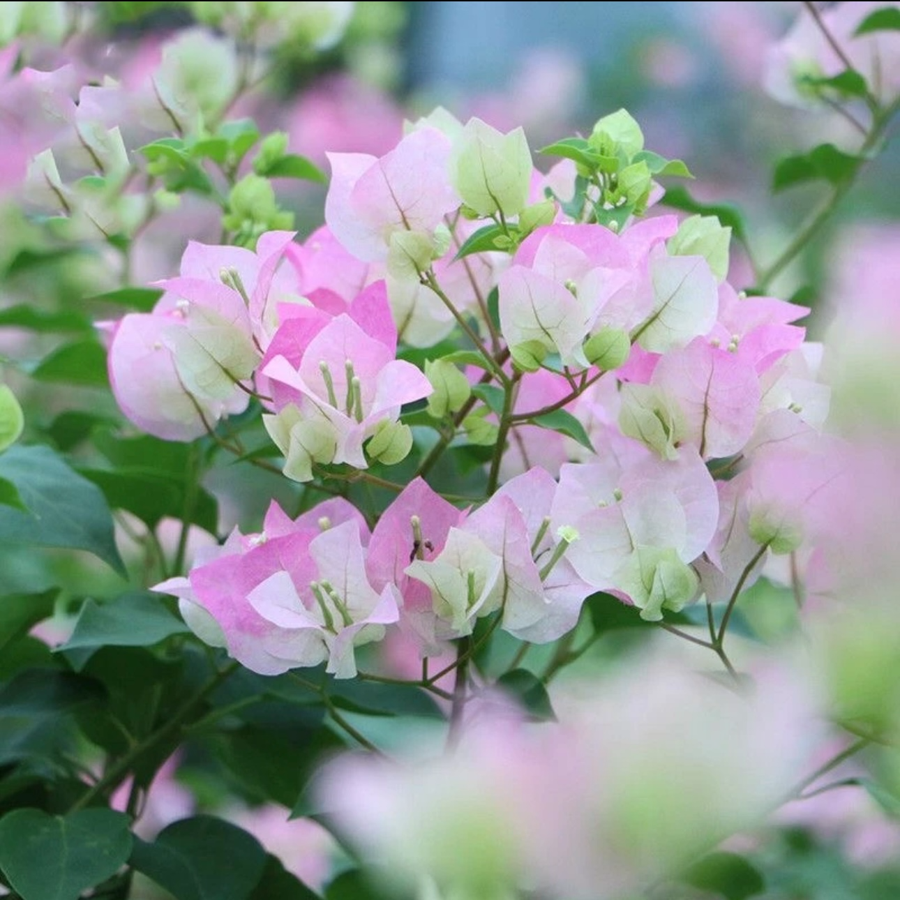【百变绿荫】三角梅盆栽四季开花地直发三角梅苗勤花爬藤阳台好养