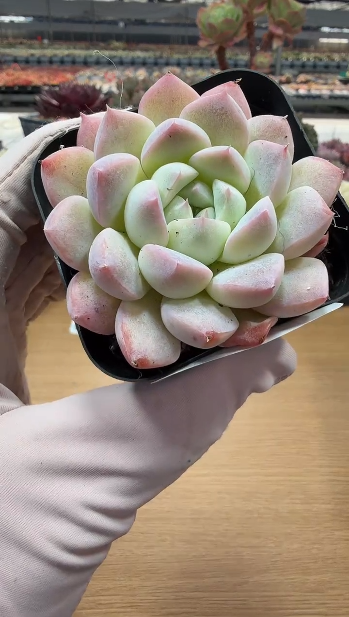 东云多肉园二店-79