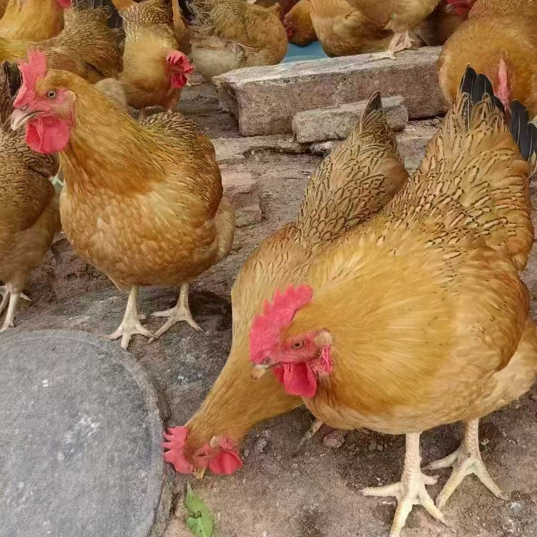 【顺丰包邮现宰现杀】农村自家果园散养土鸡265天鸡肉同城送鸡肉同城配