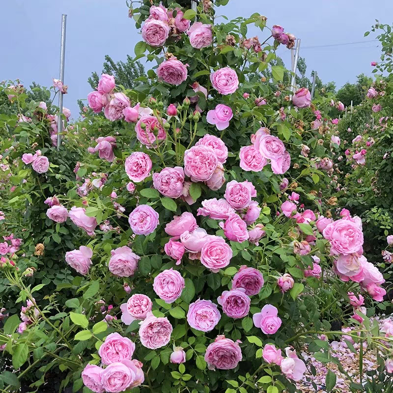 A【80-1.2米】自由精神 浓香大花 藤本月季花苗庭院 种植四季开爬藤