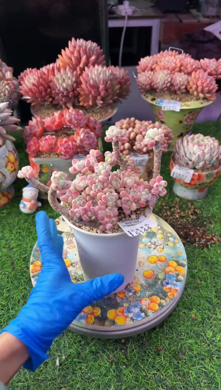 昆明印象多肉6144