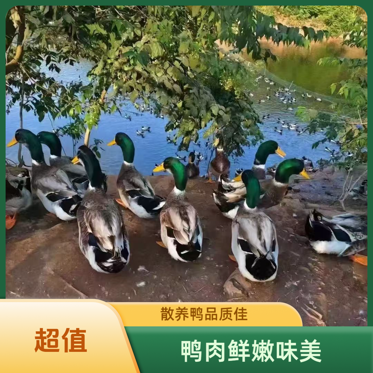 【顺丰冷链】农村散养土鸭  大河鸭 发3只净重8-9斤（带心肝）C