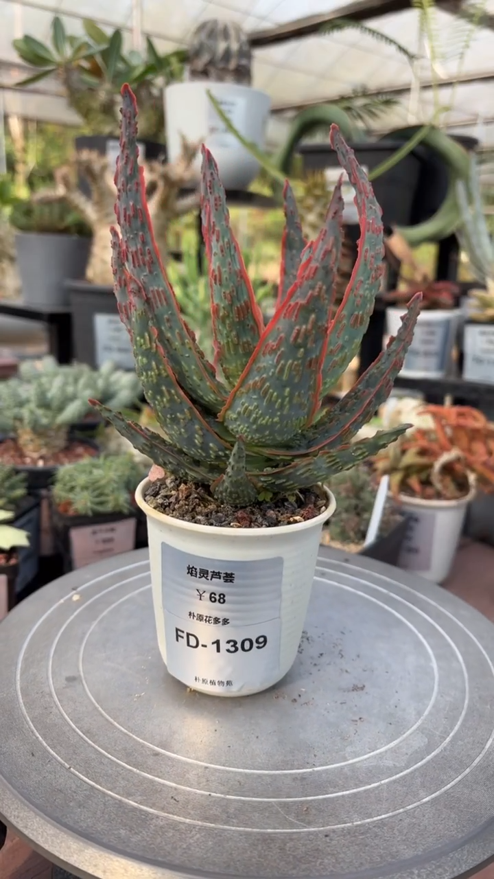 焰灵芦荟FD-1309