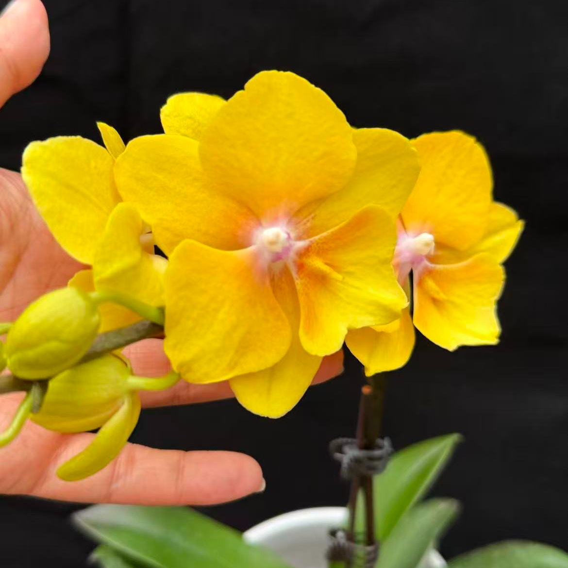 【金格格】精品蝴蝶兰花室内阳台办公室高端花卉绿植盆栽年宵花