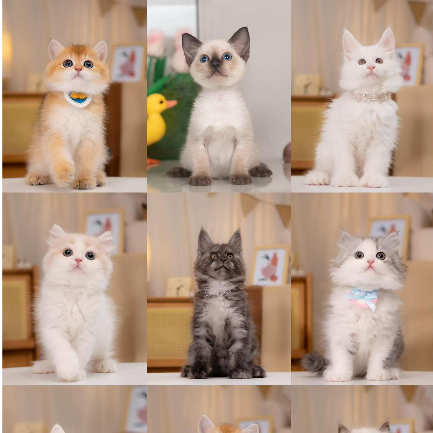 萌员外宠物猫咪全款