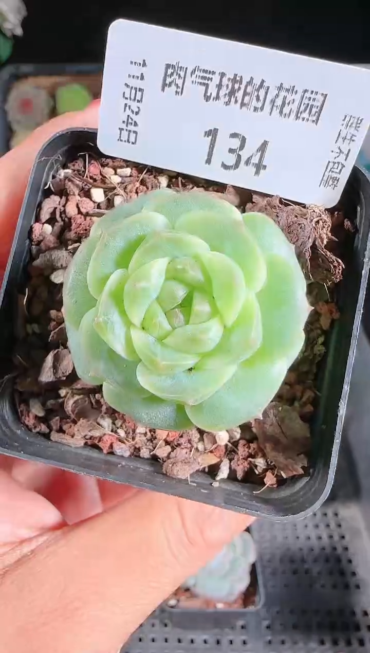 1124-134a29群生不包整