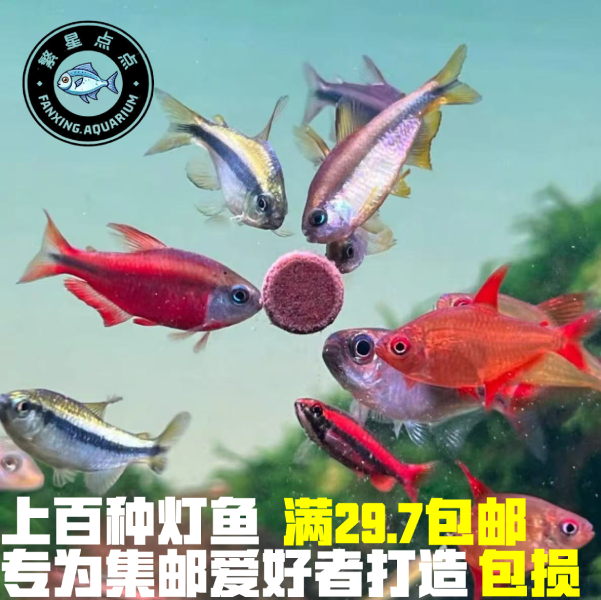 繁星点点水族热带鱼集锦满29.7包邮包损百种南美灯鱼草缸小鱼合集
