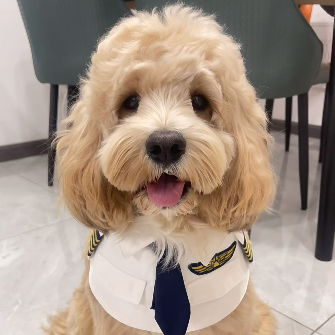 【东宇甄选】雪纳瑞比熊泰迪熊马尔泰约克夏幼犬宠物活体狗狗链接