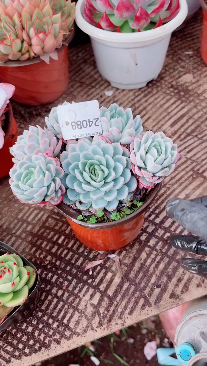 开**乐跃跃精品多肉24088